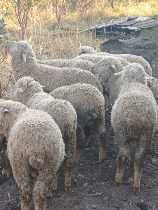 Овцы  меринос  иииииии