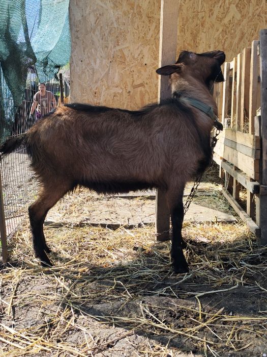 Vand țap alpin francez ciut genetic