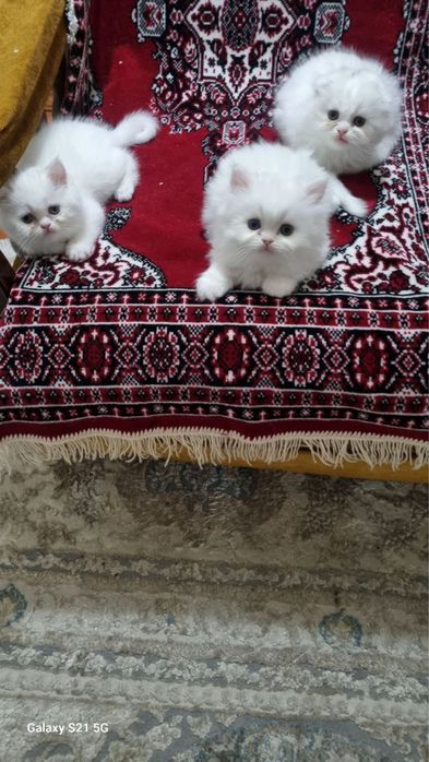 Продаются котята Фолд и страйи