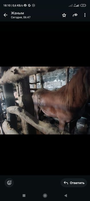 Семіртілген дөнен және тай сатылады