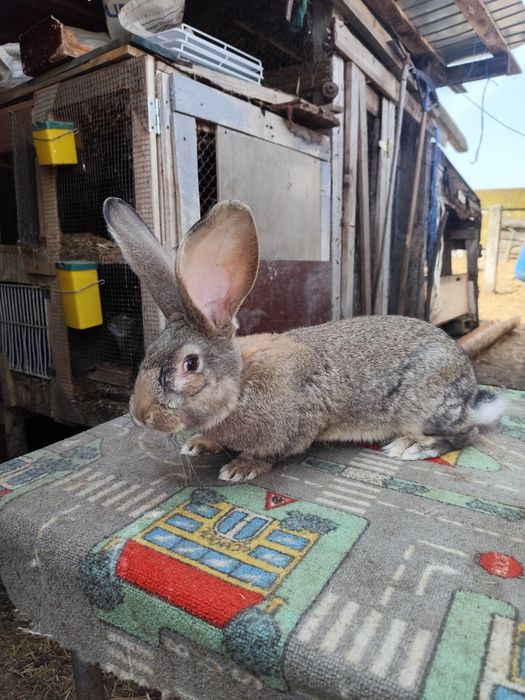 Vând cușcă și iepuri