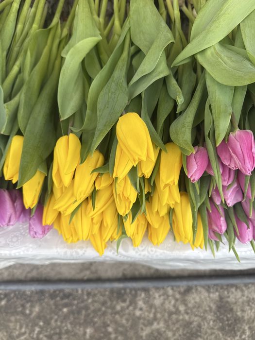 Тюльпаны к 8 марта