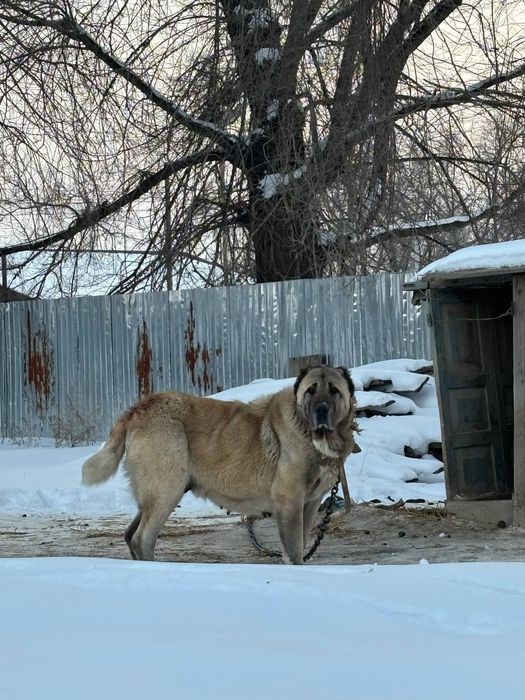 Төбет  ұрғашы 5 жасар