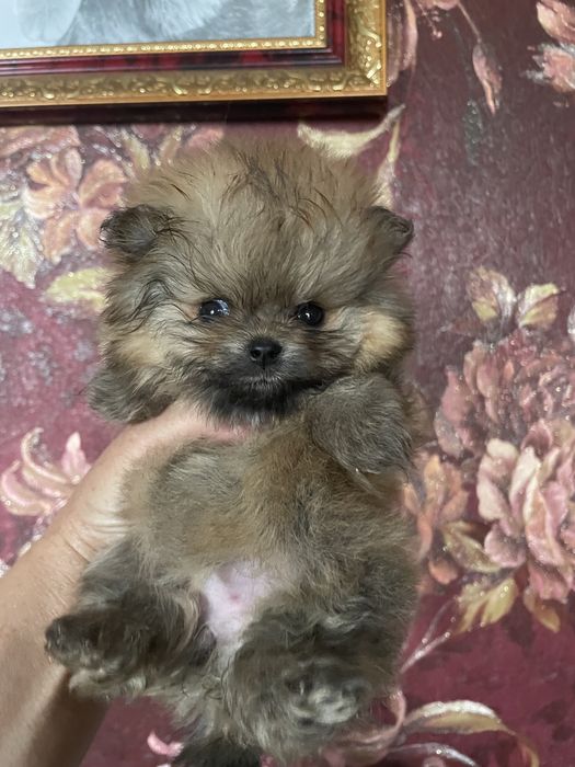 Детки шпица