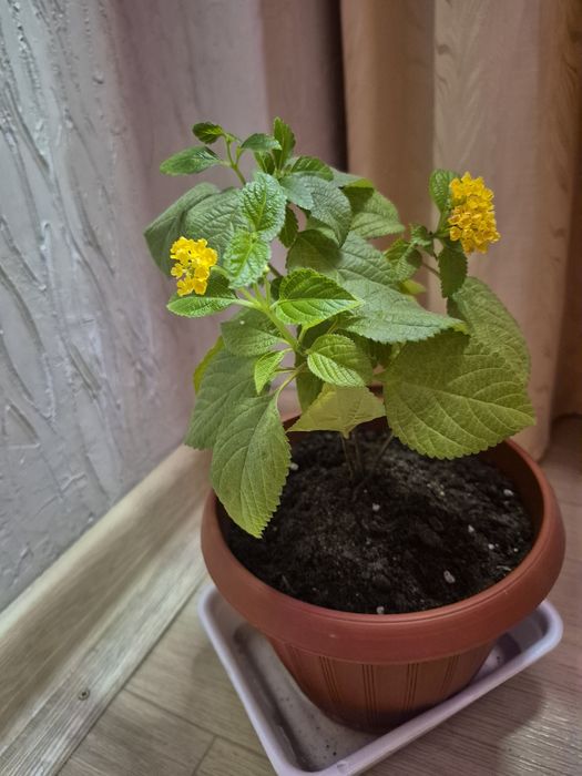 Продам растение Лантана