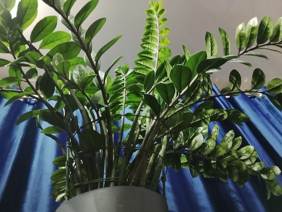 Замиокулькас ( Долларовое дерево)