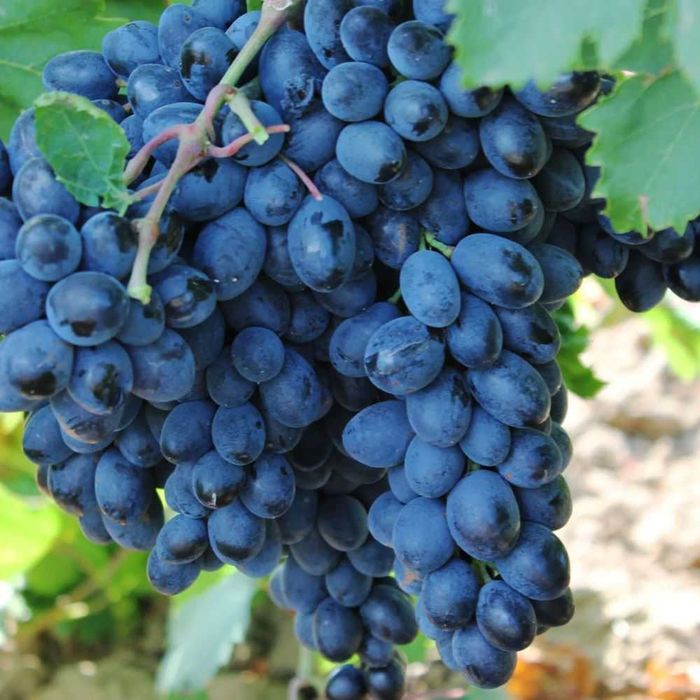 Узум кучатлари Шибиргони Хусайни Кизил тоифи сифатли богдан оптом