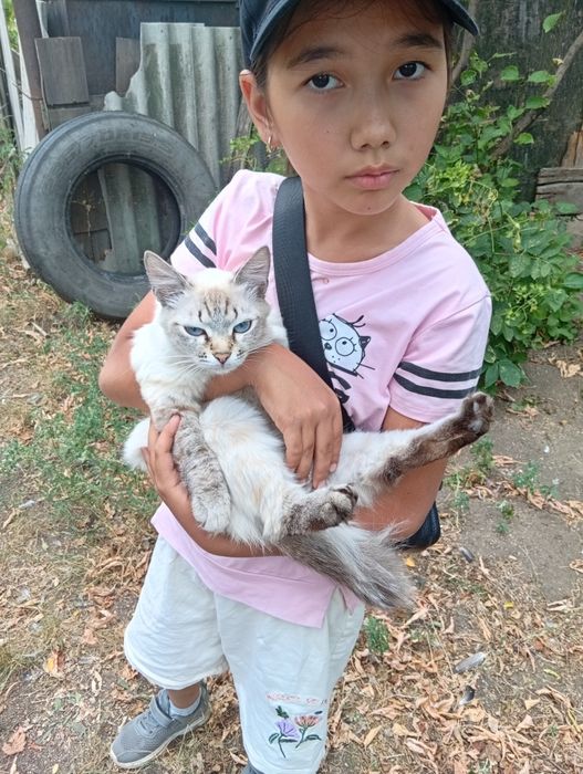 Кот_подросток___