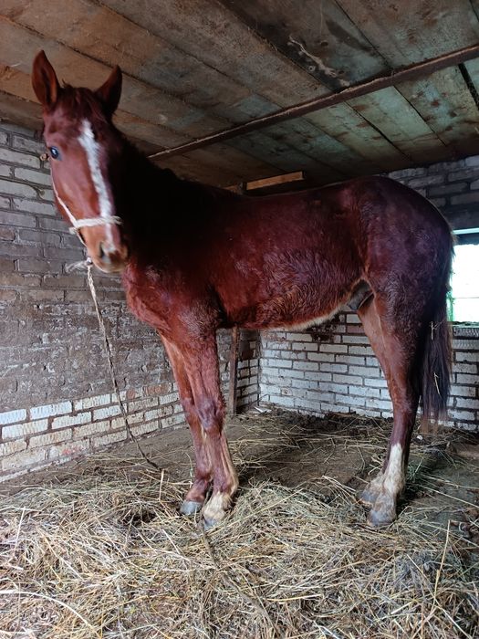 Жеребчк на иноходи 2 г