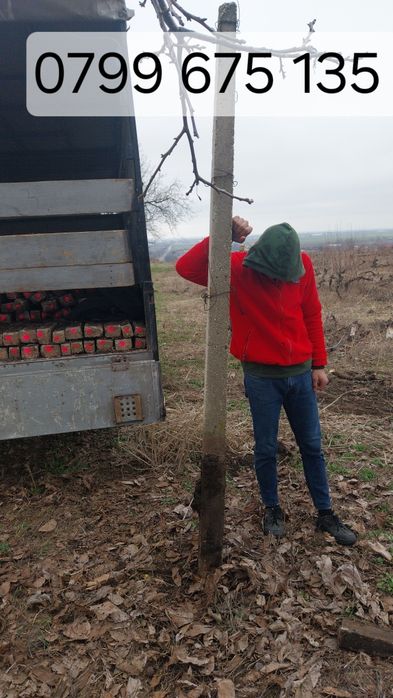 Șpalieri de beton și Șpalieri metalici zincați