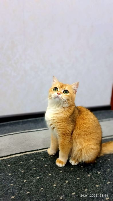 Британский золотистый шиншилла 12 акрас