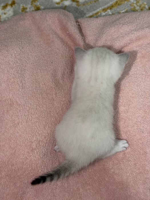 Шикарные котята фавн-пойнт