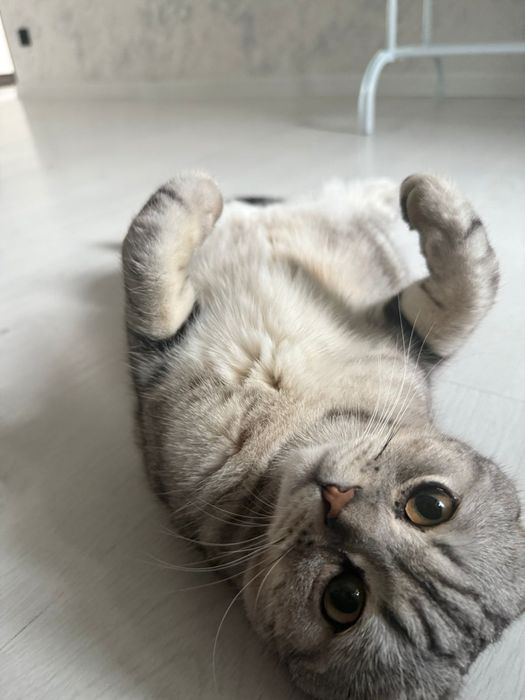 Сүйкімді шотланд