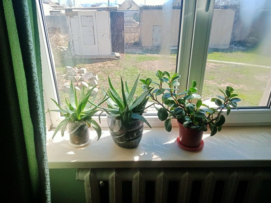 Продам комнатные цветы