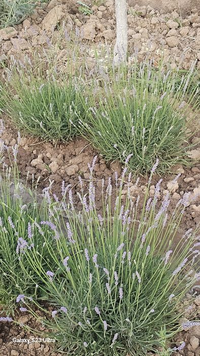 Lavanda fransuskiy sorti