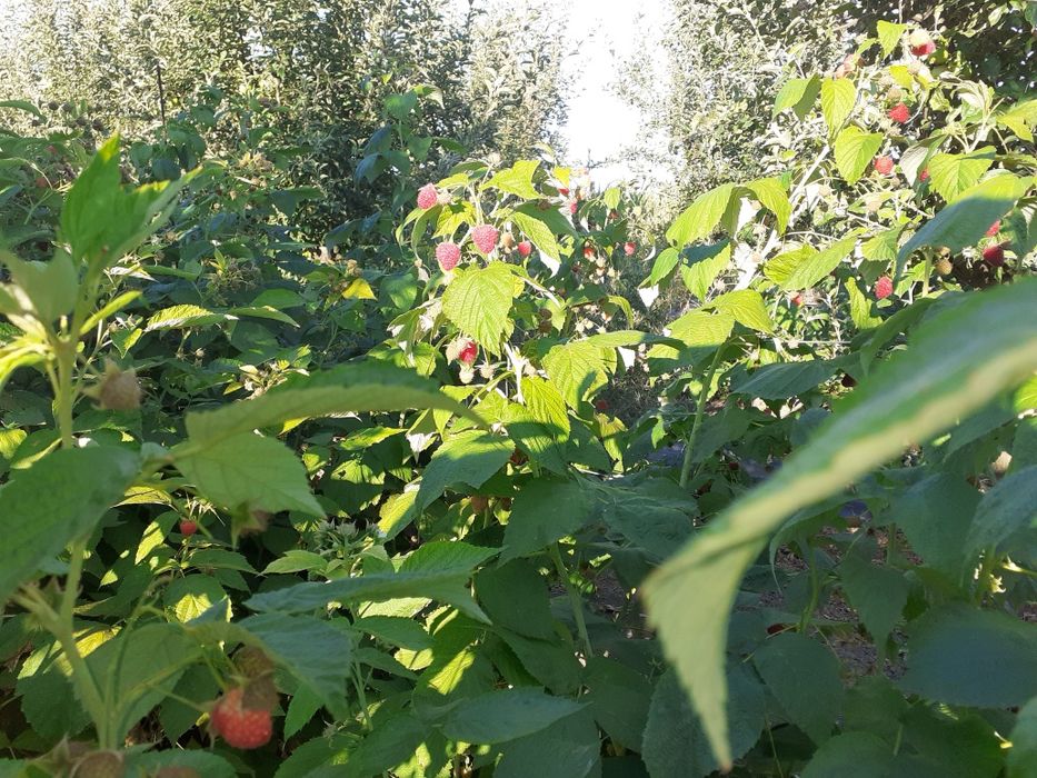 Vând butasi arbusti