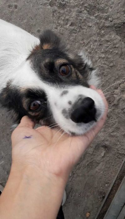 собачку-девочку отдадим в добрые руки