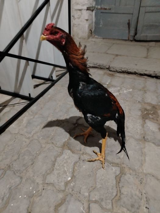 Joja yoshiga toldi toza kares  4.500kg