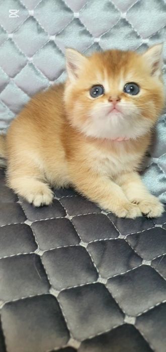 Zalatistiy shinshila ny11 sotiladi