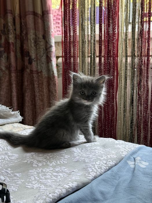 Котята, 1,7 мес., лоток знают, игривые, активный, красивые, пушистые