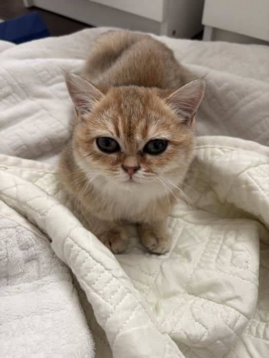 Золотая шиншилла