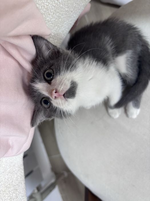 Котенок мальчик.
