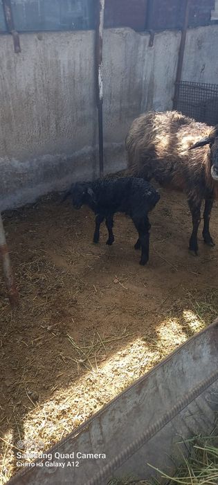 Қой сатылыды қозылы