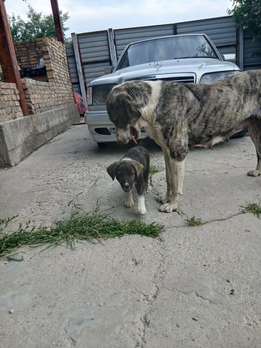 Щенок Алабая 2месяца