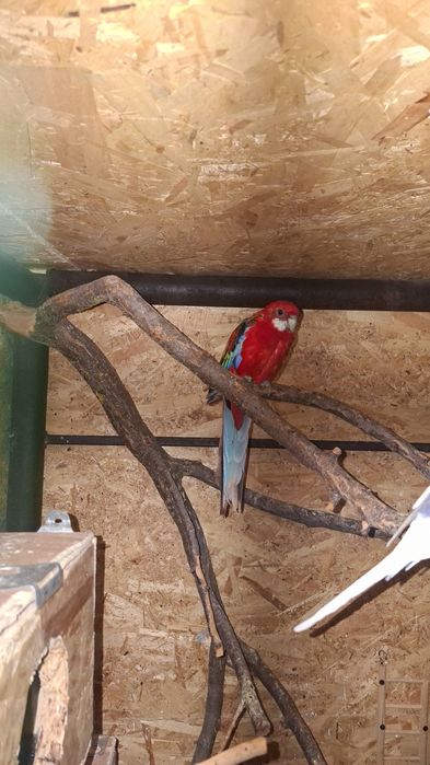 Pereche de roselle disponibile