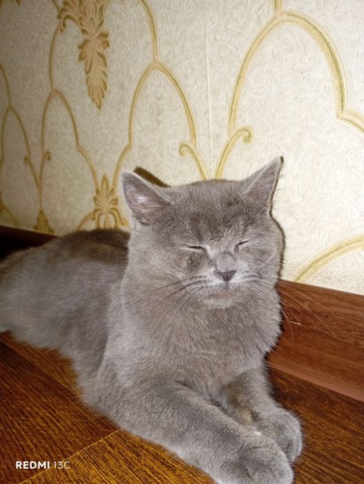 Jamoat transportida ovora bolgan porno video