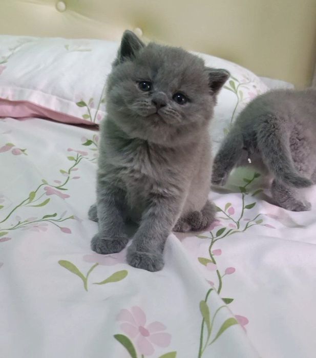 Продаются британские котята .