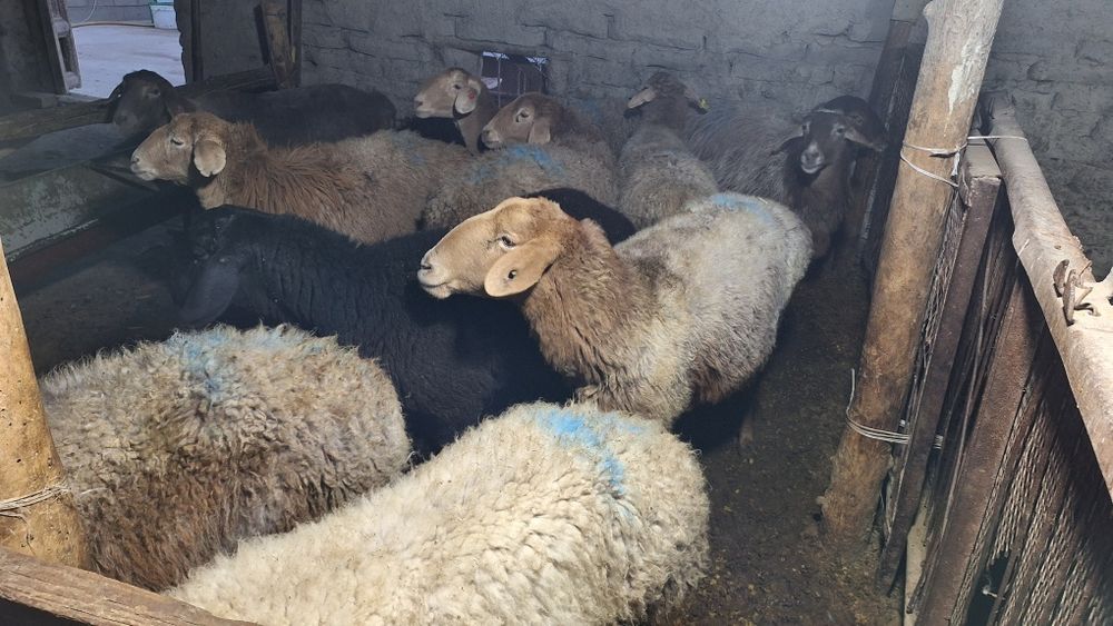 Bugʻoz qòylar sotiladi qirgʻizni qòylari