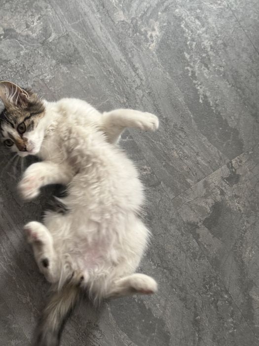 *СПЕШНО* Мъжки котарак търси своя дом 3 месечно