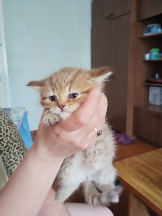 Скоттиш Фолды (вислоухие котята)