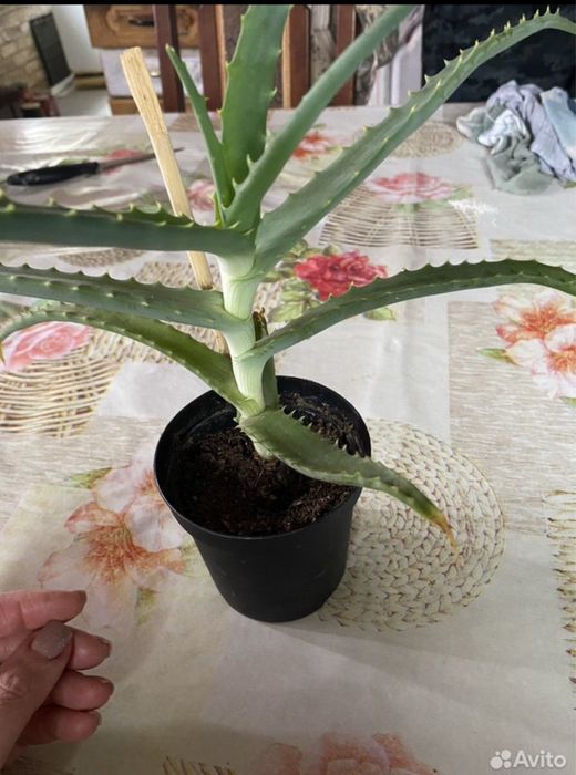 Алоэ лечебный  700 тенге