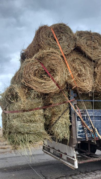 Сено урлон жоношка люцерна сатамын