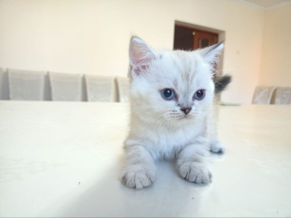 Британские  котята