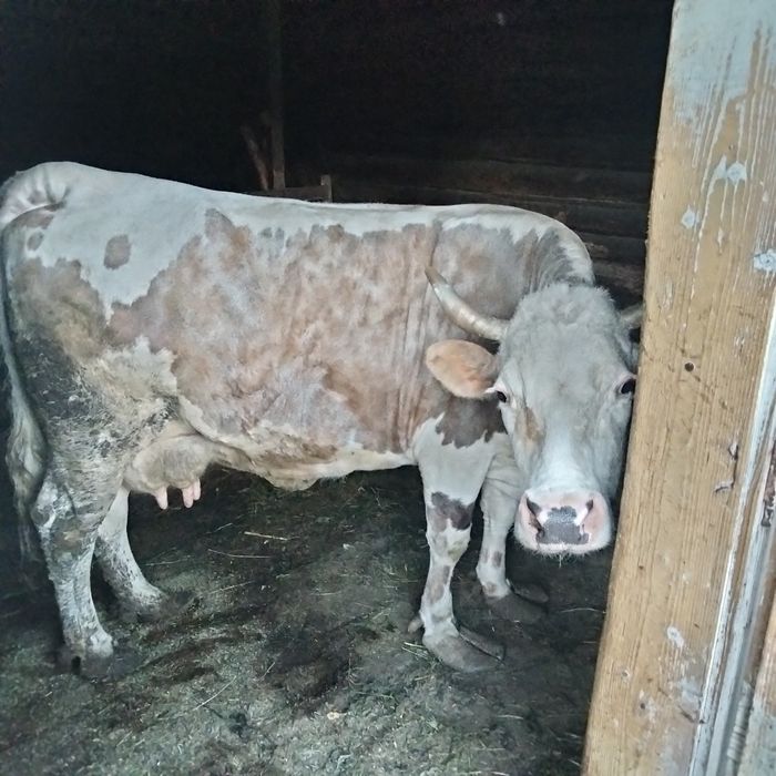 Vând vaca gestanta in 2 luni