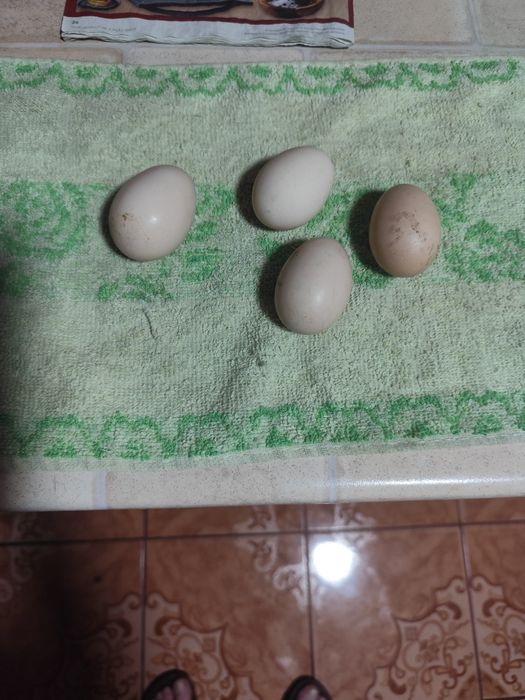 Ouă de găini pitice americane pentru incubat ! Caut ! Citiți .