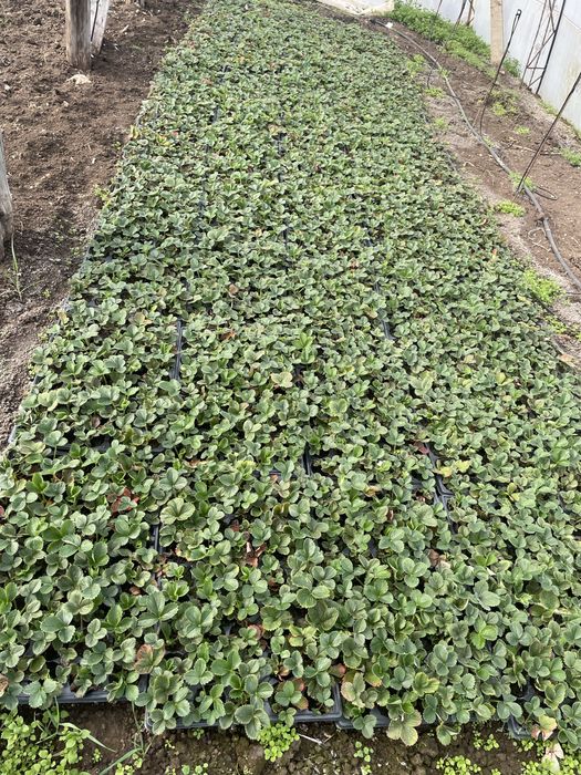 Разсад марул ягоди