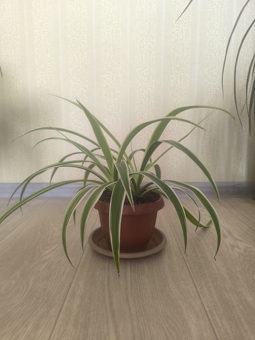 Продам комнатный цветок