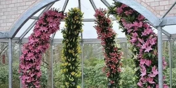 Луковицы лилий!