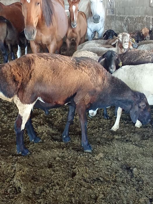 Қошқар 250000тгг