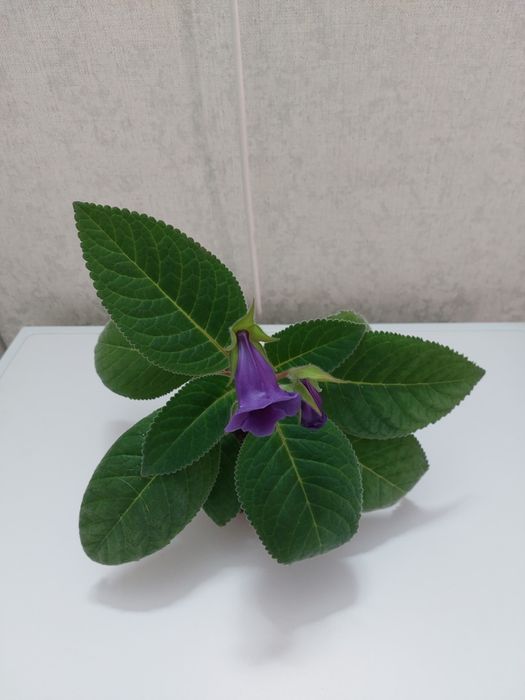 Глоксиния синего цвета