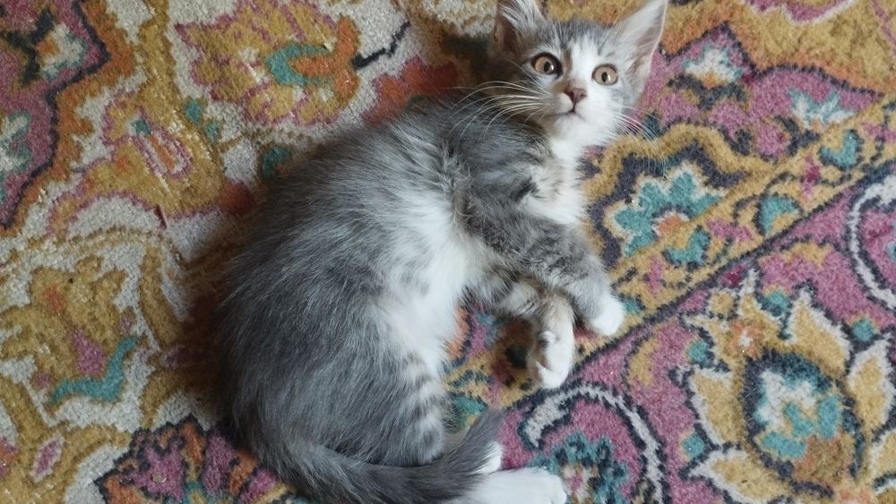 Котята бесплатно две шт