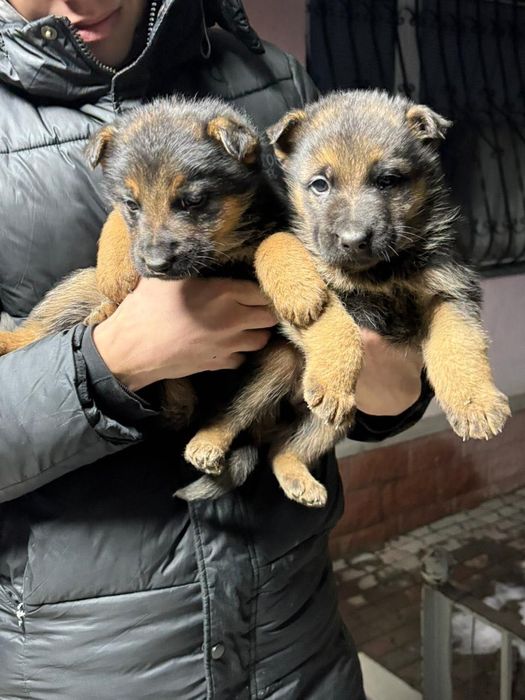 Немецкая овчарка (щенки)