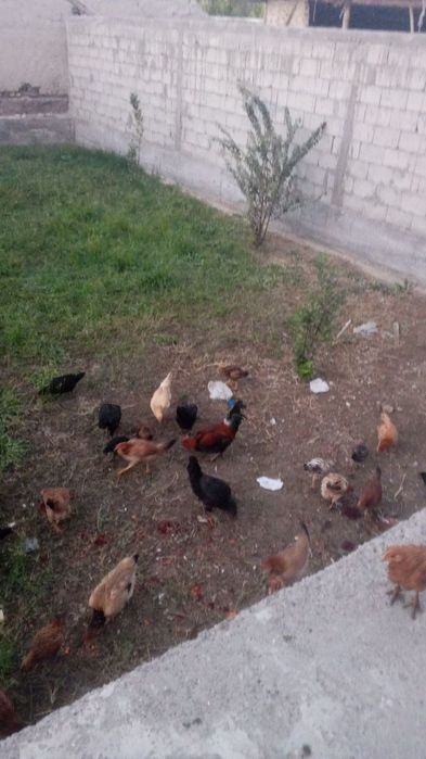 Tovuq bolalari bilan