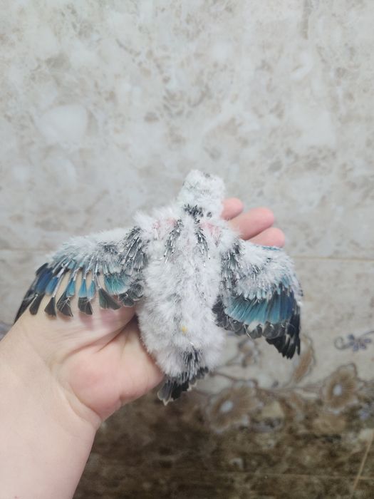 Продам молодых,певчих попугаев.Для ручного выкармливания кашей (самцы)