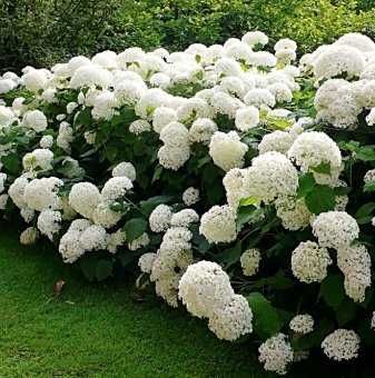 Хортензия в саксия (Промоция)