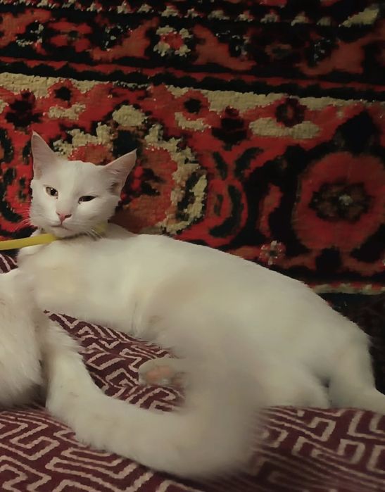Кошка в добрые руки бесплатно